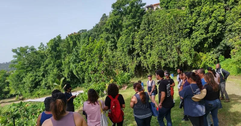 A group walking the cacao rows at the farm outside Moca